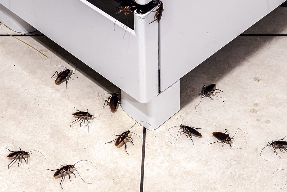 Controle de Pragas